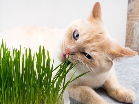 il mio gatto vomita tutto quello che mangia il mio gatto vomita tutto quello che mangia