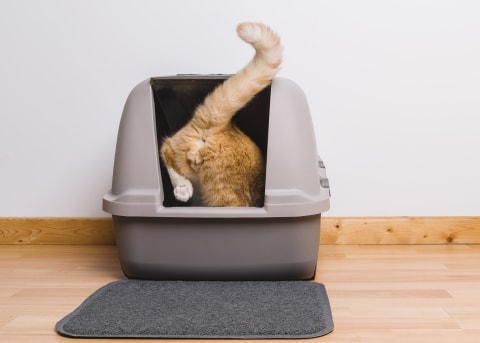 cat peeing around litter box