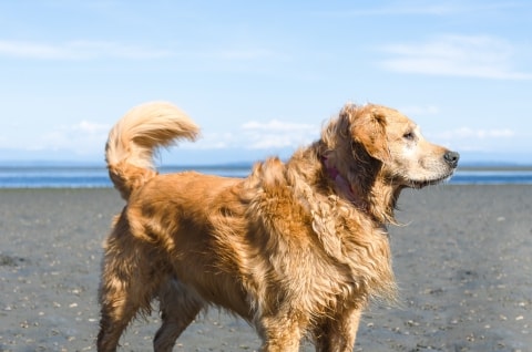 Golden Retriever at the Beach