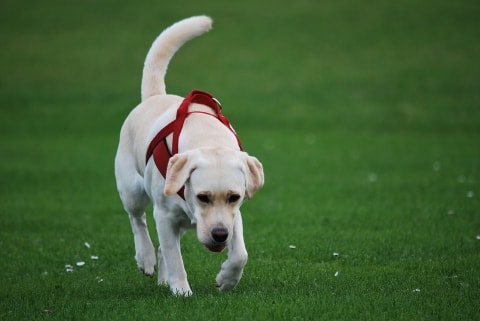 free puppies in my area best walks in pawshake free puppies in my area best walks in pawshake