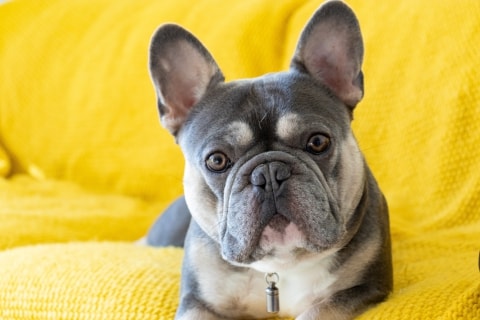 French bulldog