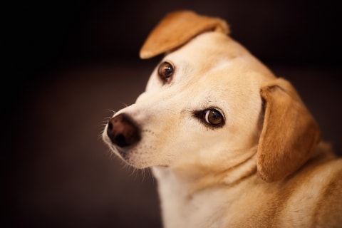 Hund Und Katze Aneinander Gewöhnen Zooroyal Magazin