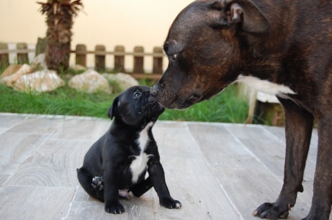 Staffordshire terrier with puppy