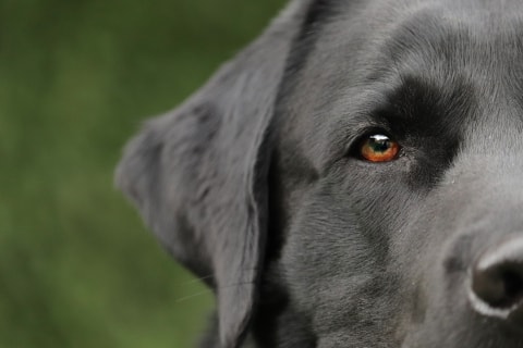 Black labrador close up