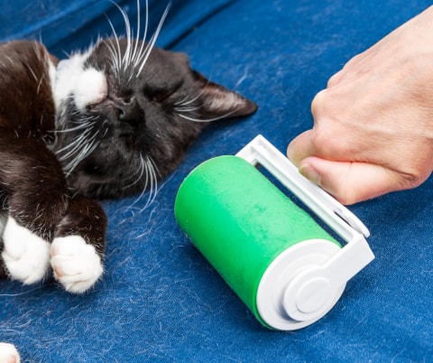 Honden- en kattenhaar verwijderen: handige trucjes | Pawshake Blog