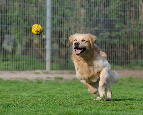 golden retriever running for a ball