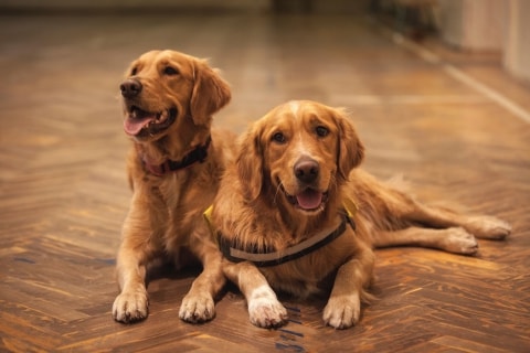 two golden retrievers