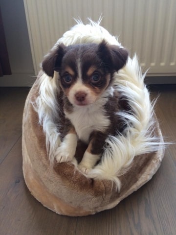 Je Veux Un Chiot 6 Questions Avant D Obtenir Un Chien Pawshake Blog