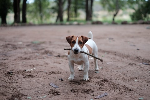 Jack Russell holding a stick