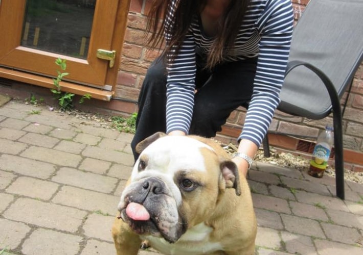 dog sitter
