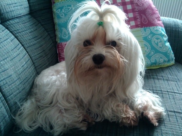 Maltese Hund Gucci, Hund von Nina Pawshake