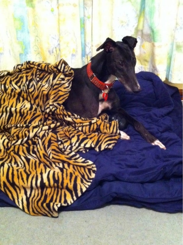 Greyhound Tom, Dog of pet parent Cheree Pawshake