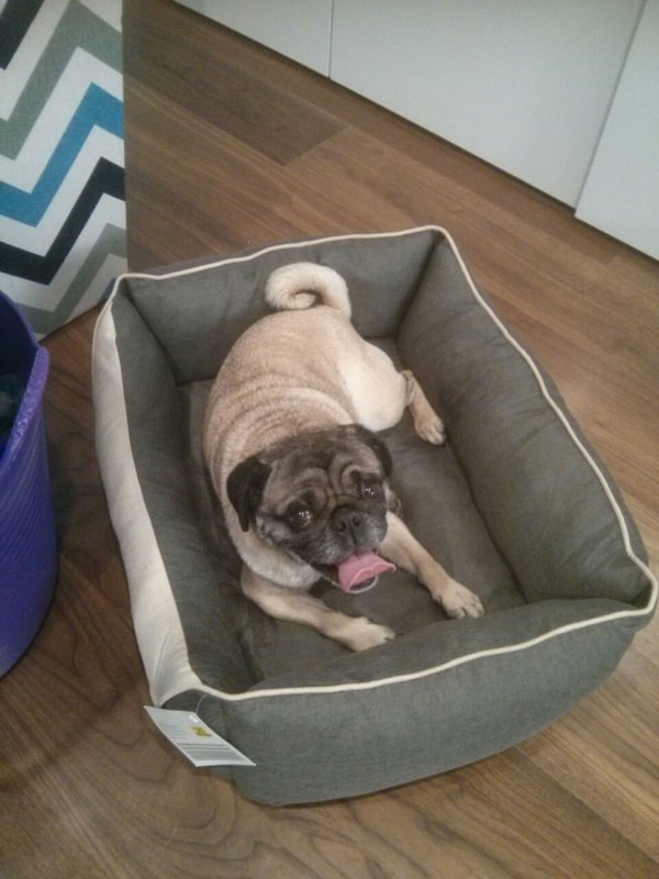 pug Genghis, Dog of pet parent Cassie Pawshake