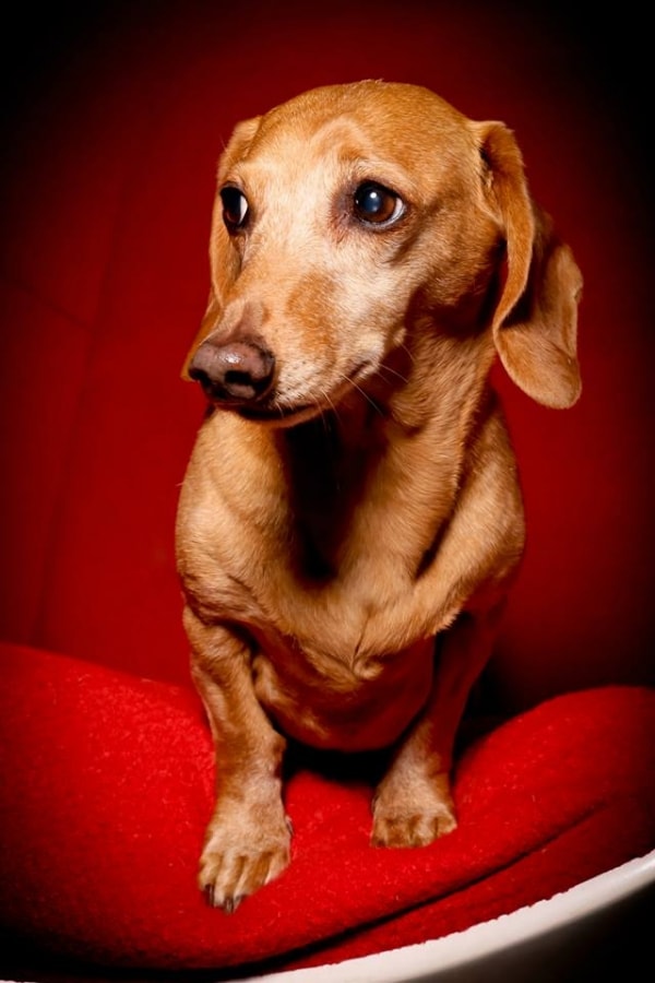 mini dachshund Joshie, Dog of pet parent Naomi Pawshake