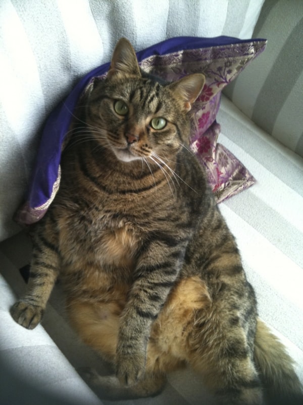 Joey, Cat of pet parent Toni | Pawshake
