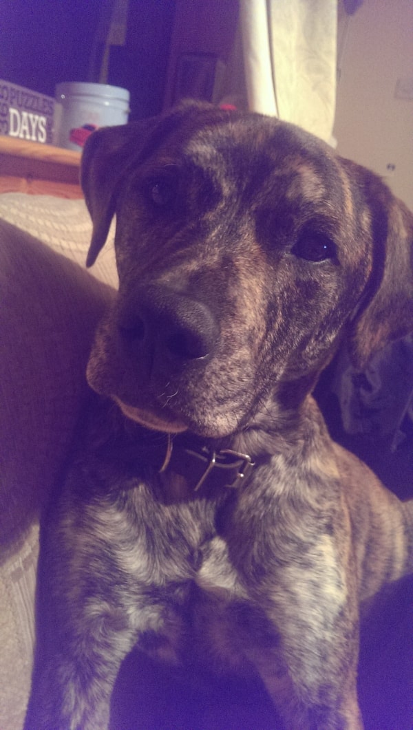 Cat And Dog Home Glasgow Jobs Cat And Dog Home Glasgow Jobs