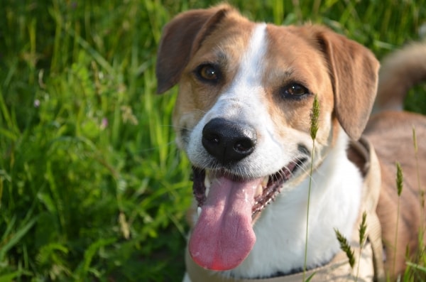 Terrier Mix Sparky, Hund von Stephanie Pawshake