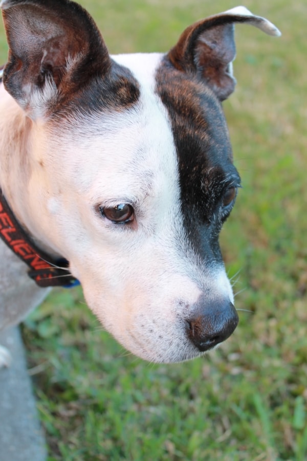 Dog Walking Jobs Perth Dog Walking Jobs Perth