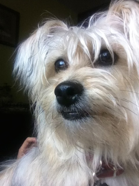 why does my yorkie shake yorkie bichon putu of pet parent olive pawshake why does my yorkie shake yorkie bichon putu of pet parent olive pawshake