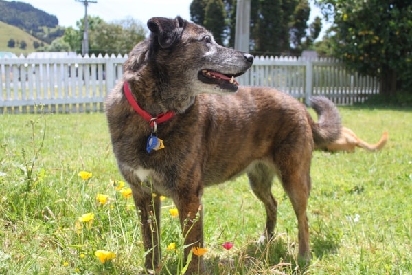 Mountain Cur Cleo, Dog of pet parent Cammie Pawshake