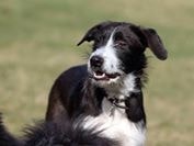 Tagesbetreuung hund münchen
