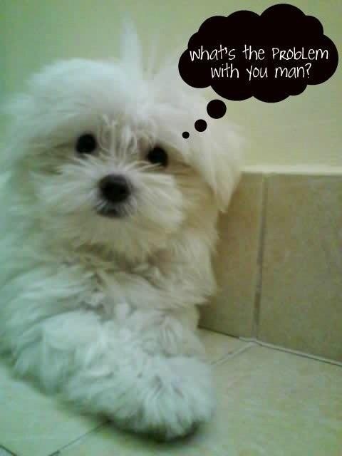 Elaine, Dog of pet parent Elaine | Pawshake