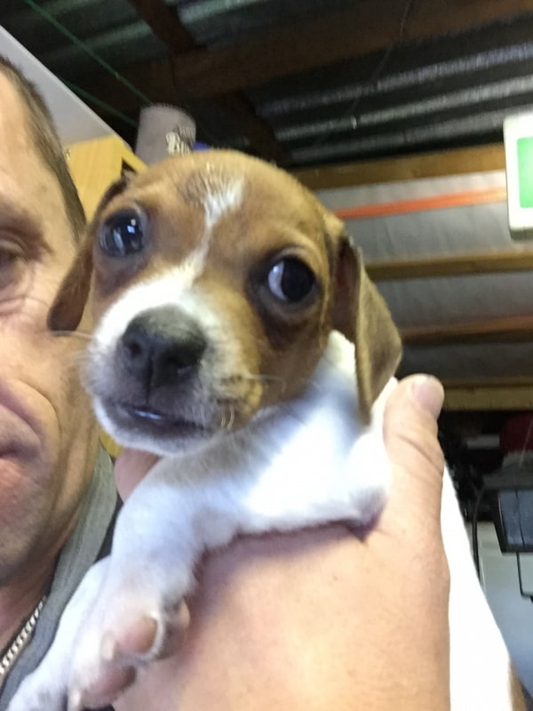 Dog Day Care Jobs Brisbane Dog Day Care Jobs Brisbane