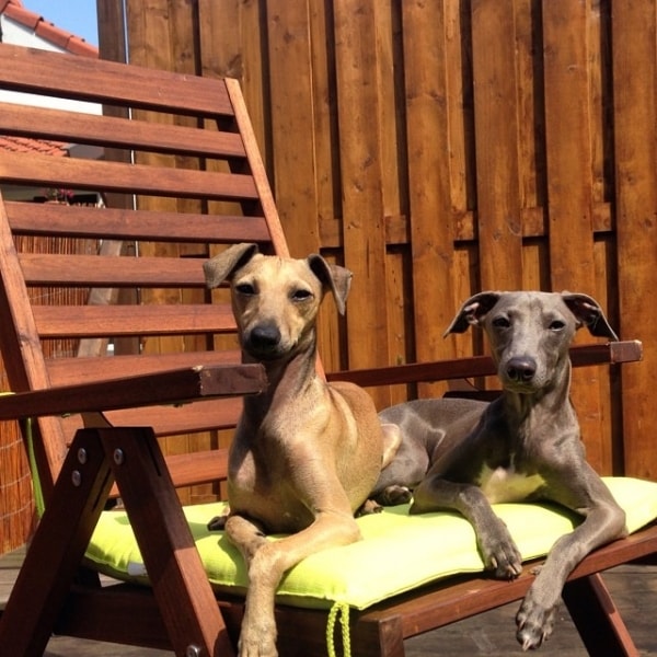 Italian Greyhound Royal, Dog of pet parent Sarah Pawshake