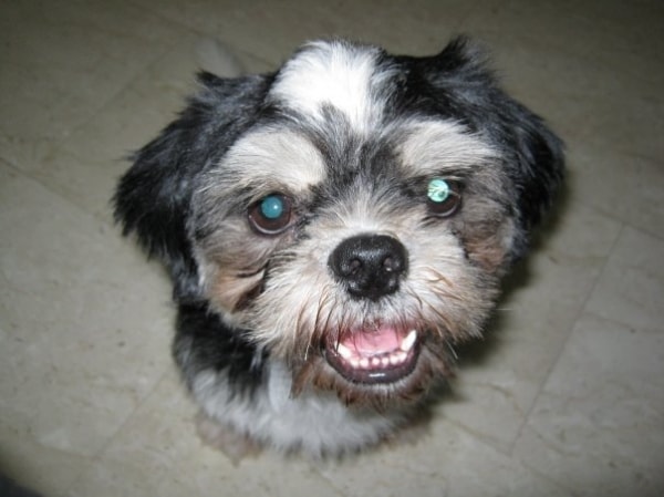 Shih Tzu Kobi, Dog of pet parent Esther Pawshake