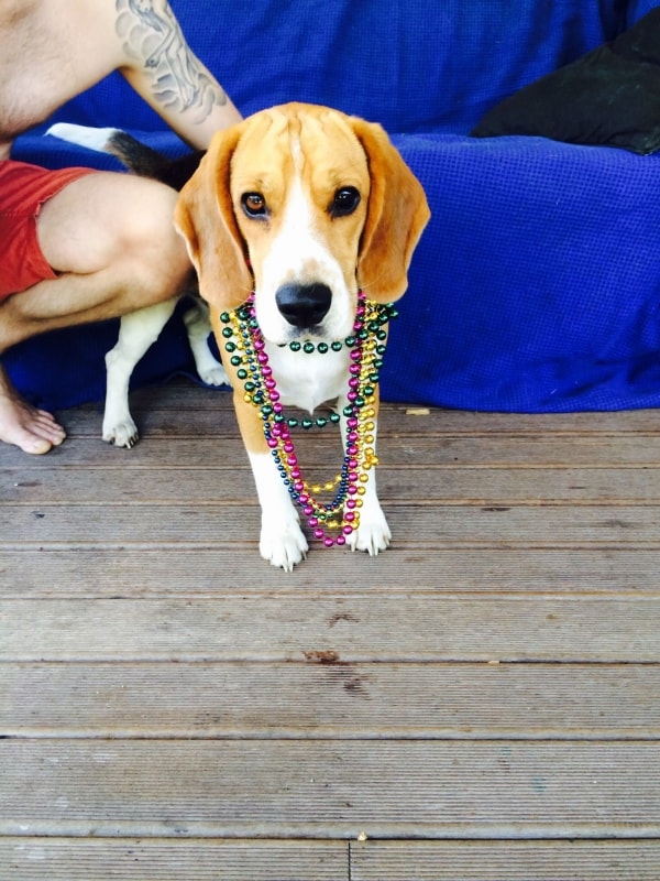 Pokchu, Dog of pet parent Bridget Pawshake