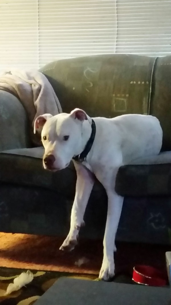 Greyhound x Isabella , Dog of pet parent Sarah Pawshake