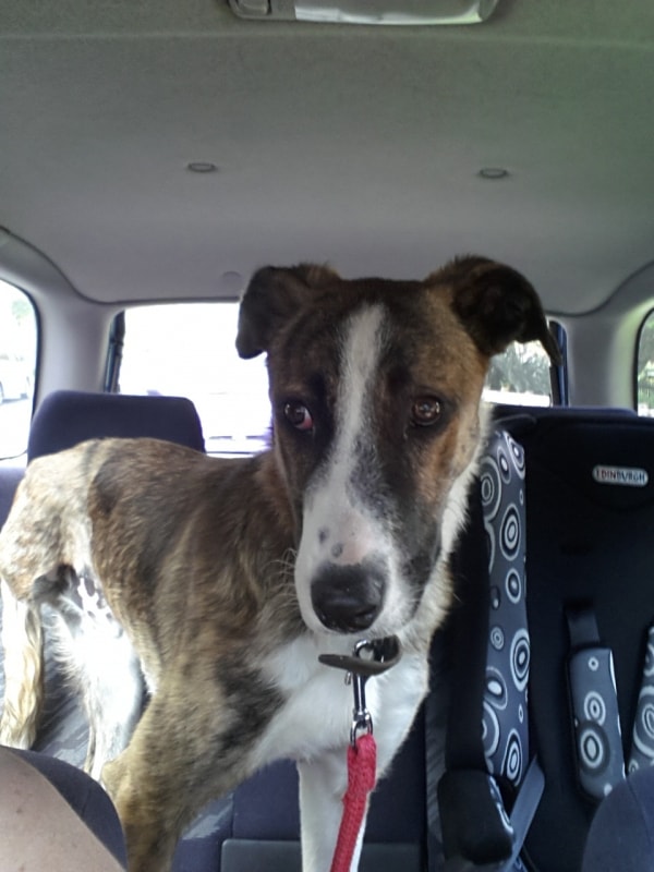 Greyhound x Shiloh, Dog of pet parent Pawshake