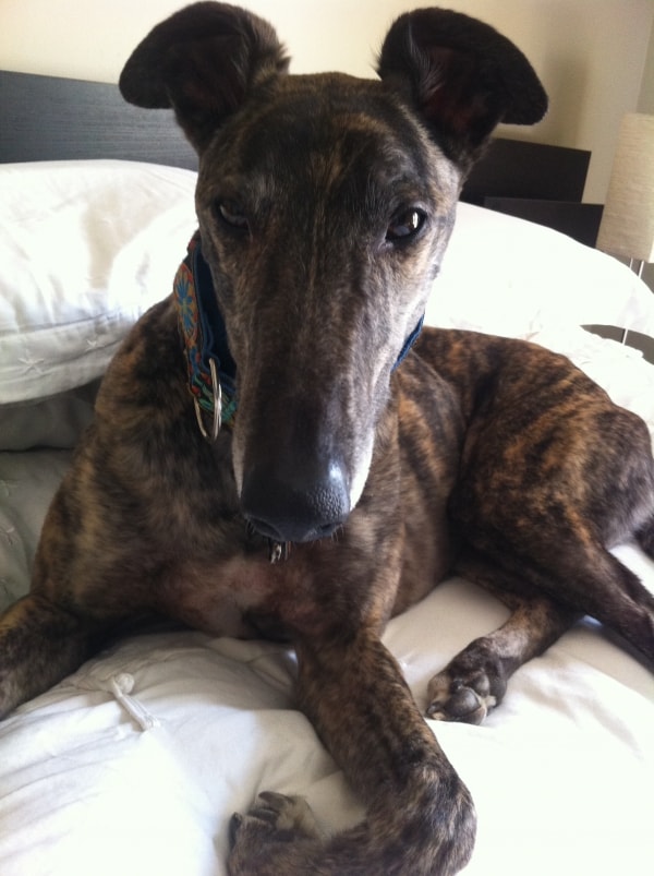 Greyhound Braxton Ferguson Esq. V (bracx For Short), Dog of pet parent