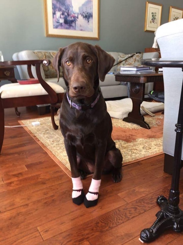 Chocolate Lab! Dog of pet parent Kelly Pawshake