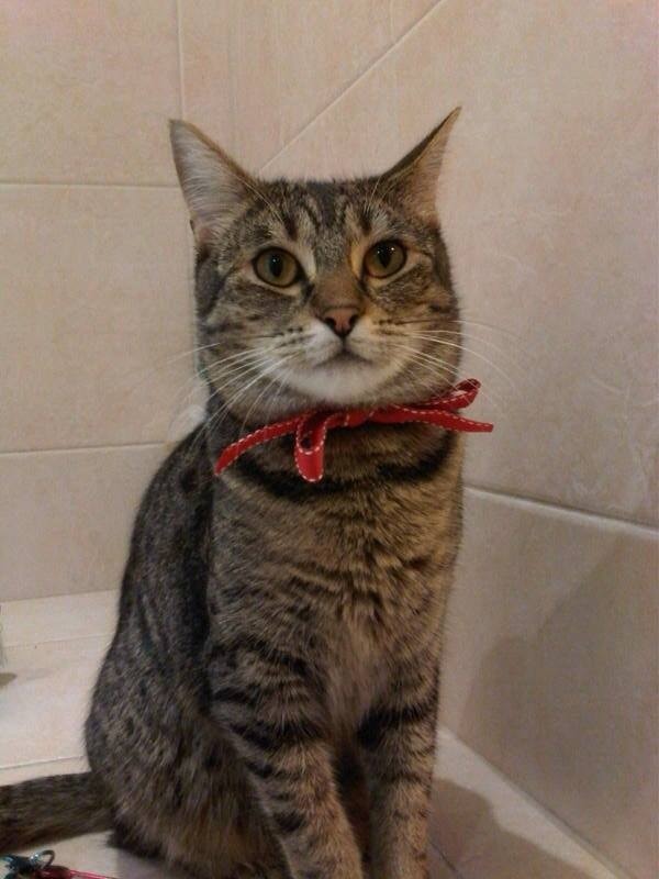 Cat Boarding House Adelaide Cat Boarding House Adelaide