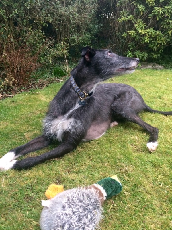 Deerhound X Greyhound Toby, Dog of pet parent Katherine Pawshake