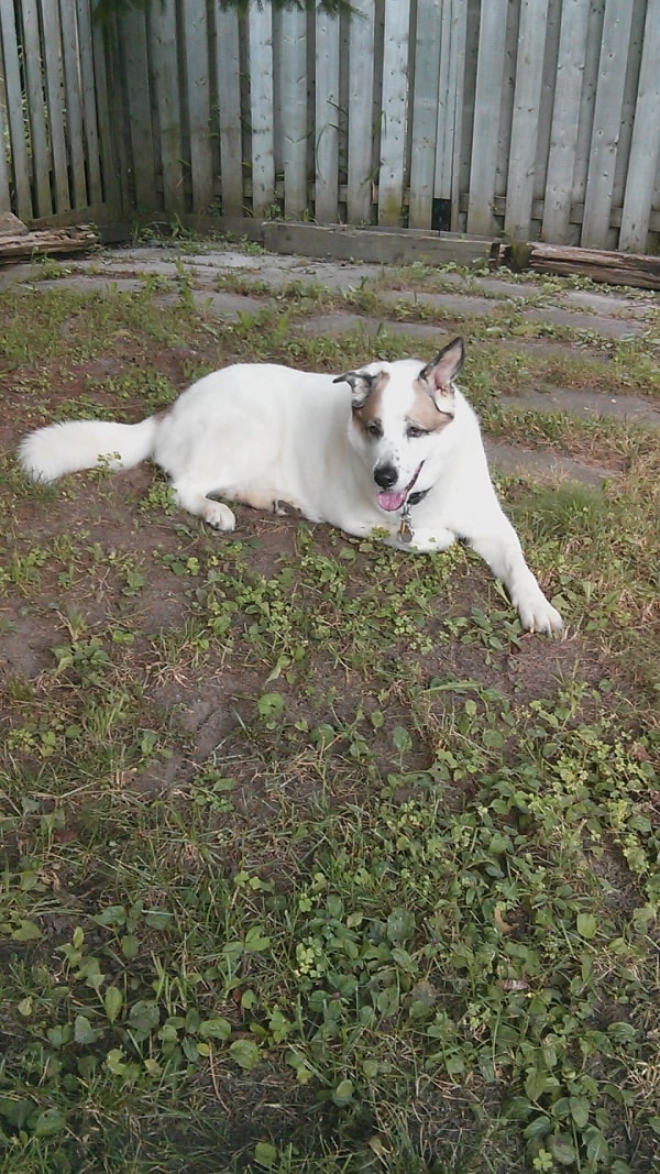 Akita mix Blue, Dog of pet parent Rashi Pawshake