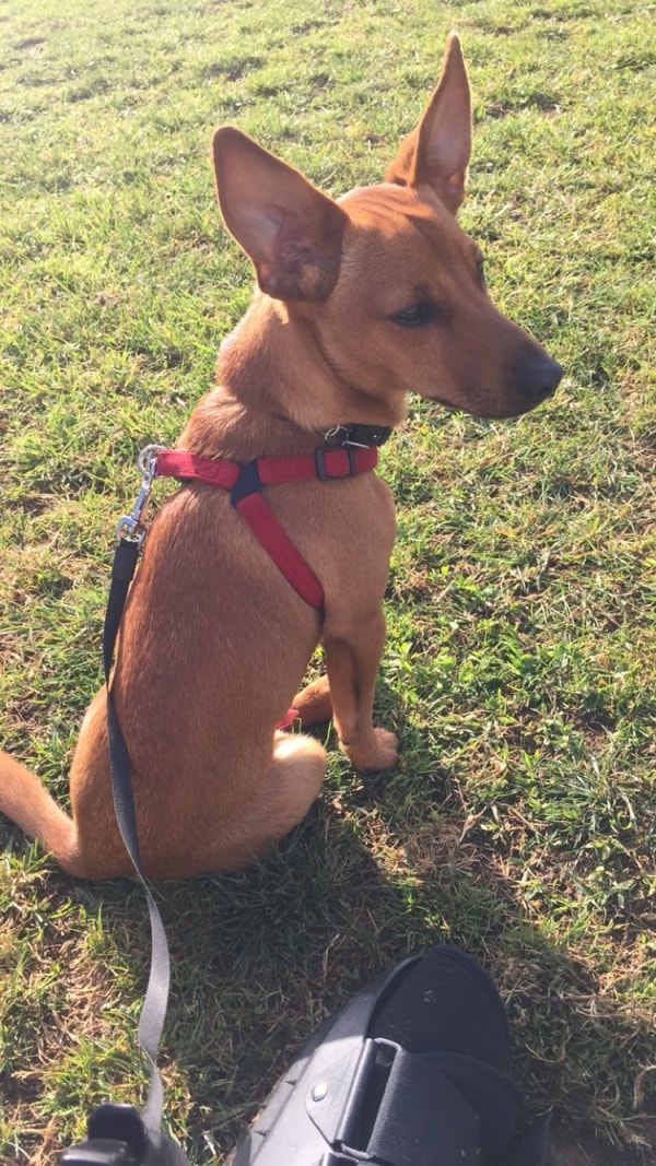 Incrocio Jack Russel E Pinscher Carattere