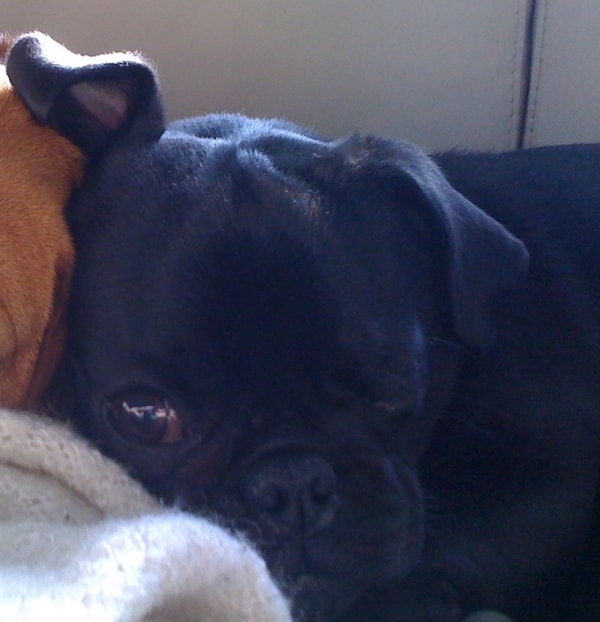 cataracts in pugs pug tito of pet parent eric pawshake cataracts in pugs pug tito of pet parent eric pawshake
