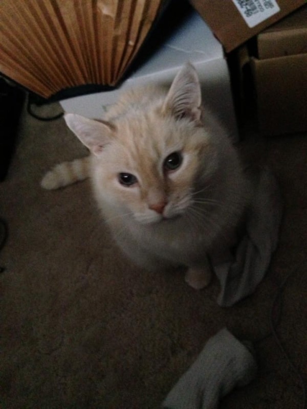Snowy, Cat of pet parent Shawna Pawshake