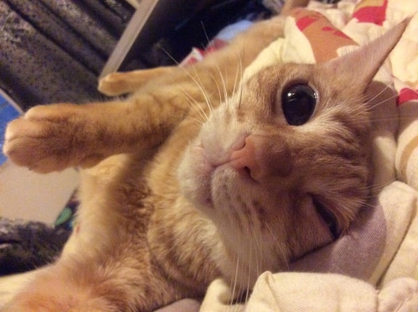 Pochi , Cat of pet parent Savoy | Pawshake