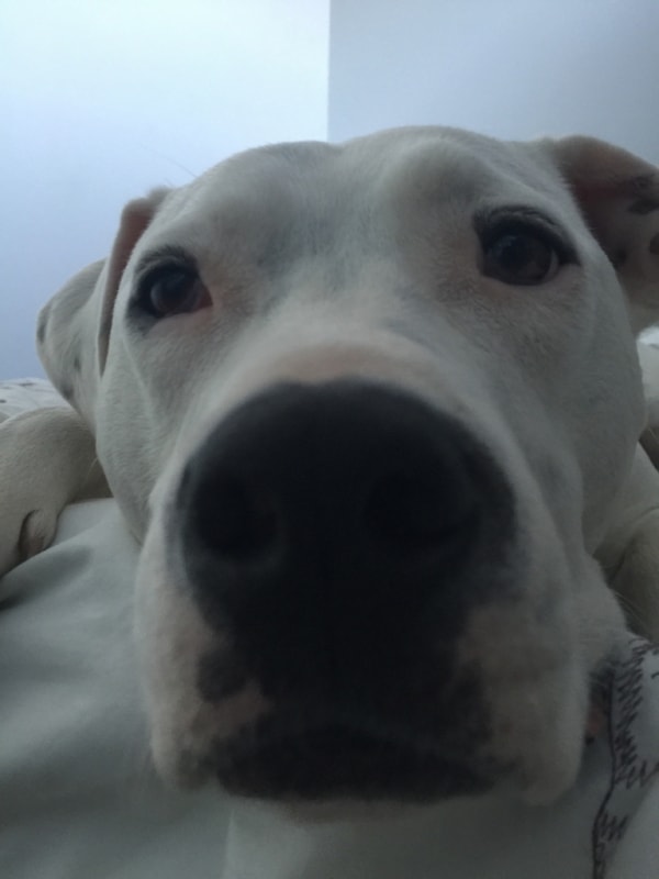 American Staffy Bentley Dog Of Pet Parent Ross Pawshake