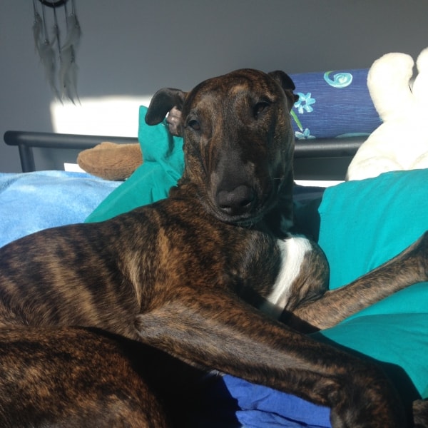 Bull Terrier x Greyhound Neo, Dog of pet parent Alisa Pawshake