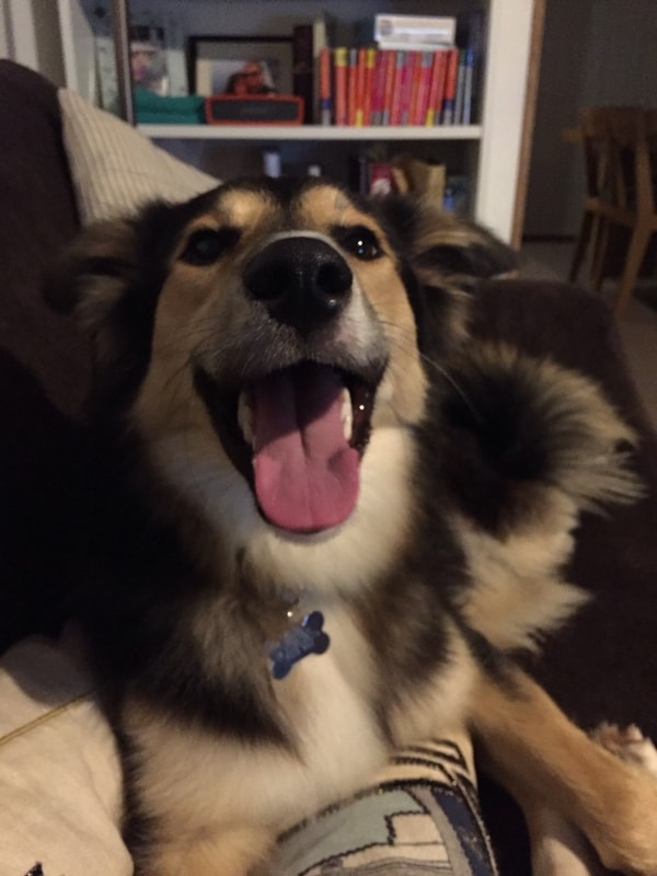 Toto, Dog of pet parent Emma Pawshake