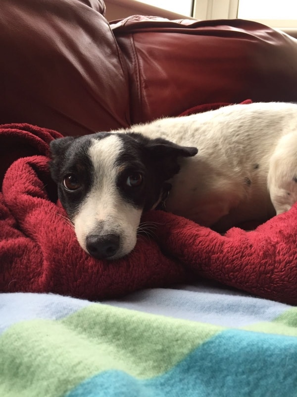 Edinburgh Dog And Cat Home Jobs Edinburgh Dog And Cat Home Jobs
