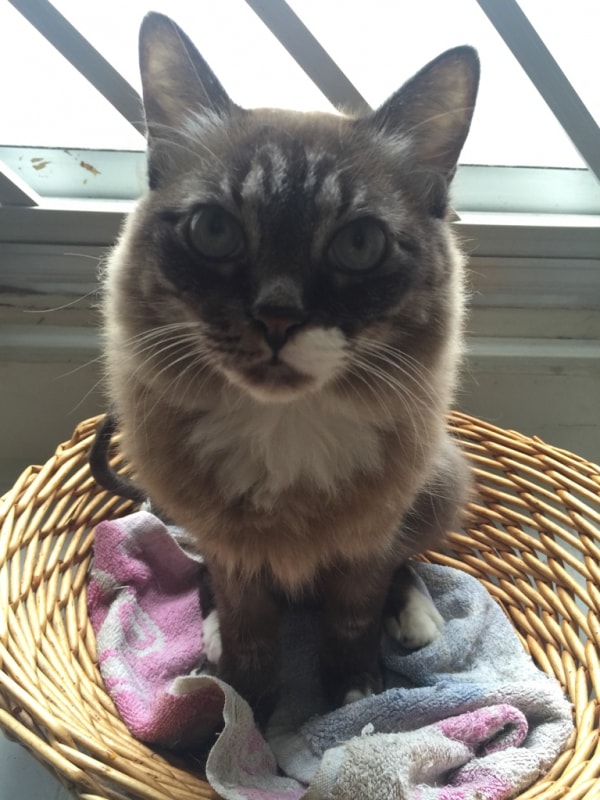 Ginger, Cat of pet parent Ice Pawshake