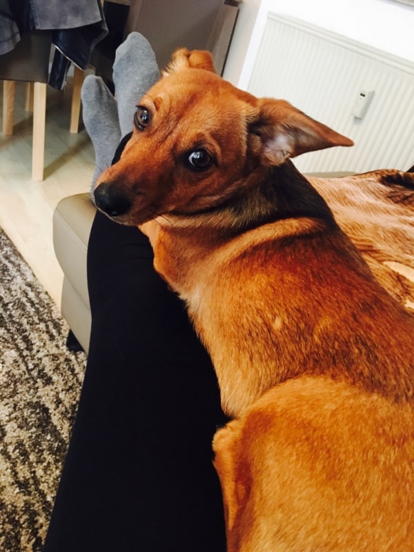 DackelJack Russel Mix Bella, Hund von Milana Pawshake