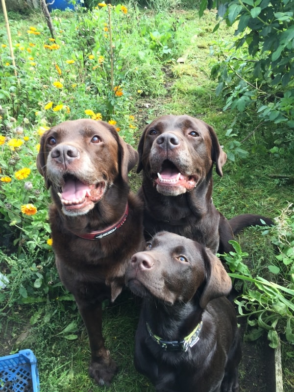 Labrador Retriever Chester And Oscar, Dog of pet parent Welwynpets