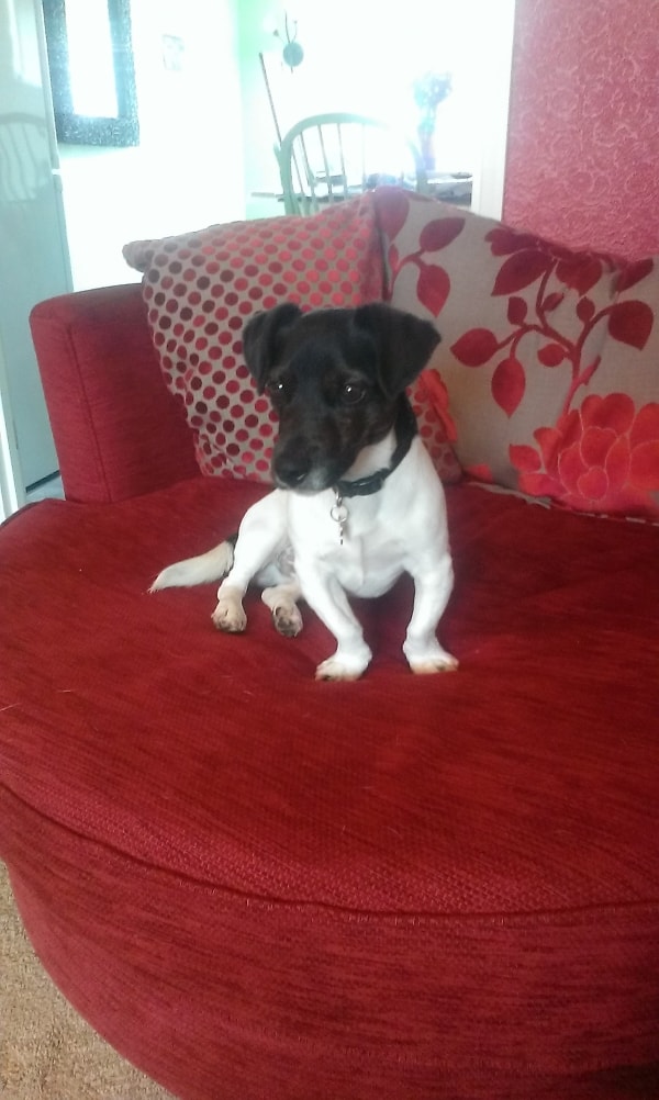 Mr Pickles, Dog of pet parent Pippa Pawshake