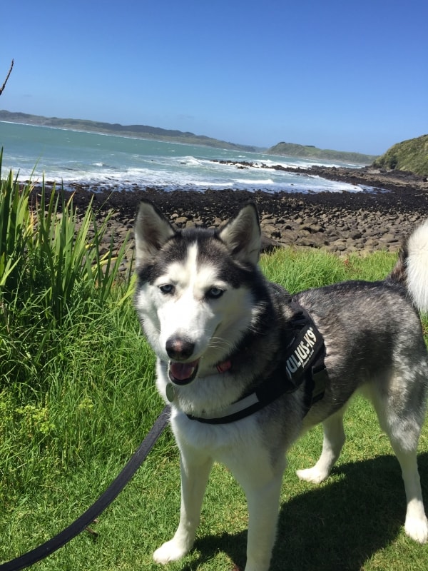Siberian Husky Mila, Dog of pet parent Victoria Pawshake